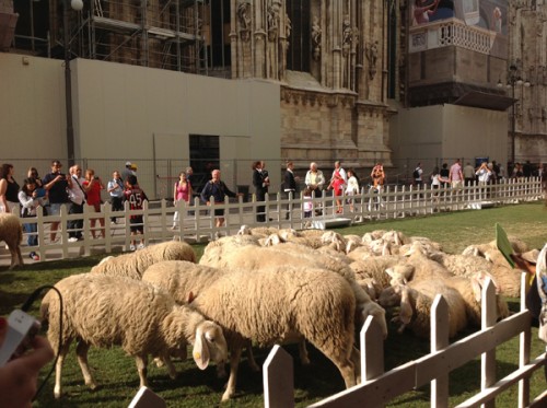 Le pecore di Woolmark