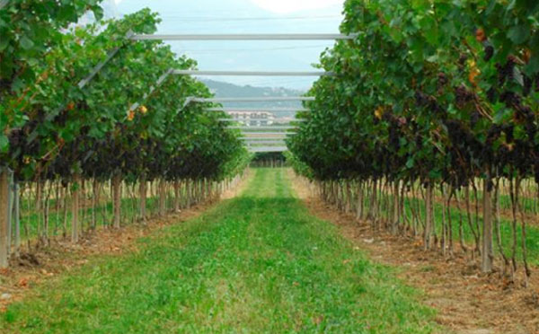 Il vino Mezzacorona supera i 160 mln nel 2012 (+7,3%)