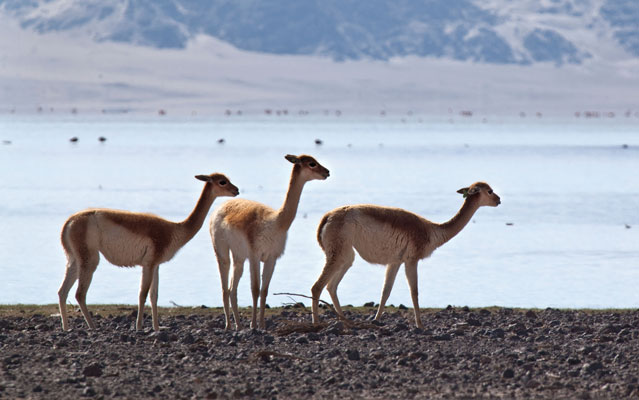 Loro Piana, 1,6 milioni $ per la vicuna in Argentina