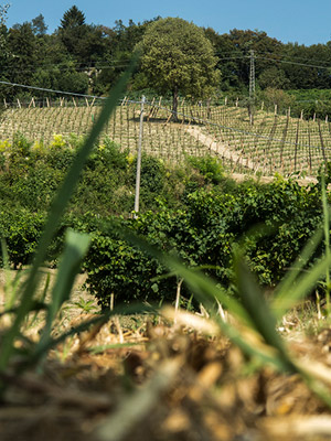 VIGNETI DI REFRONTOLO