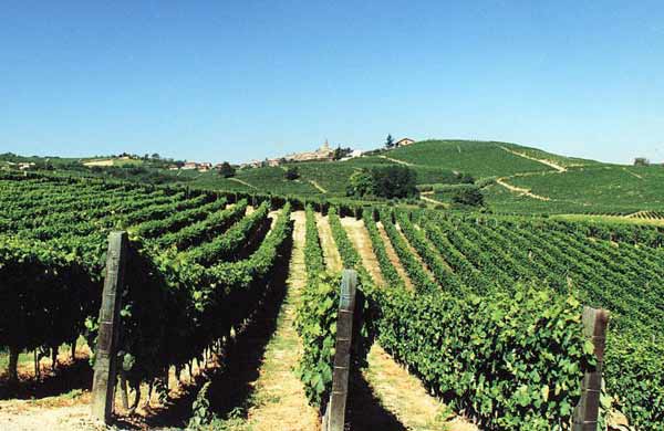 I cinesi tassano il vino Ue. Christie’s gli vende i vigneti