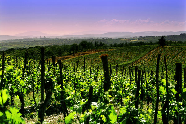 Italia di nuovo primo produttore mondiale di vino