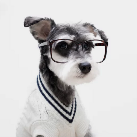 Cani-modello per l’e-commerce Mr Porter