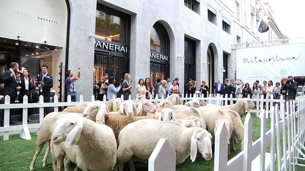 Pecore Woolmark al pascolo in Montenapo