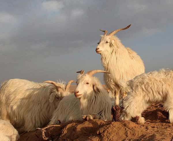 Loro Piana apre allevamento in Mongolia