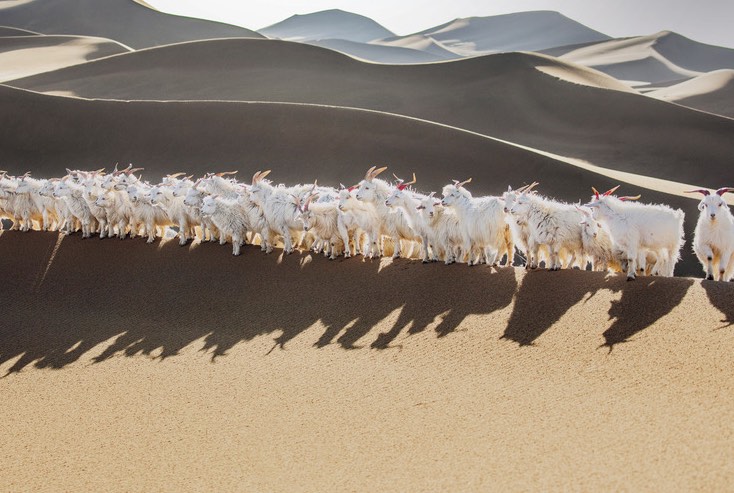 Loro Piana lancia documentario sul cashmere