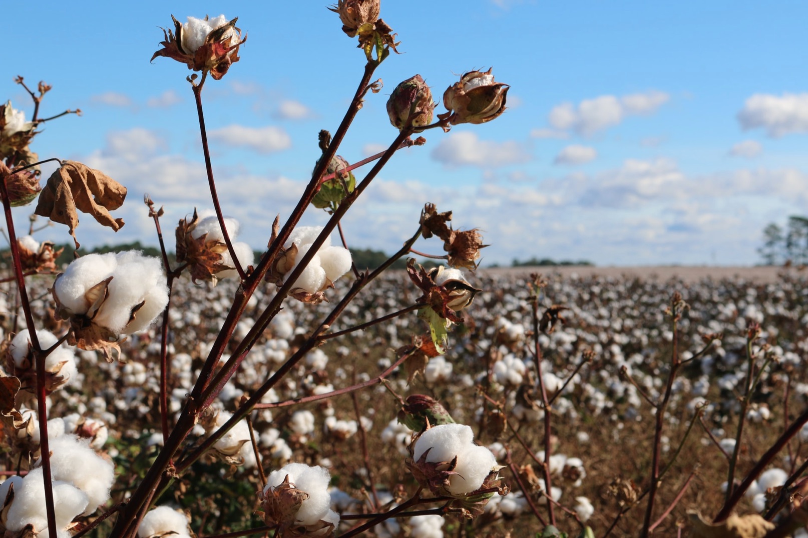 Fast fashion, Lectra fa l’esame a impegno green