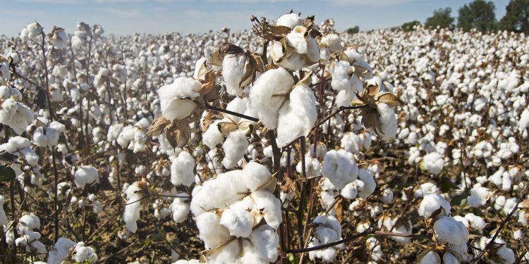 Il cotone dello Xinjiang? Arriva in via indiretta