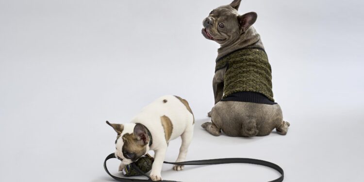 Liu Jo, accordo con Me Pet per la moda a quattro zampe