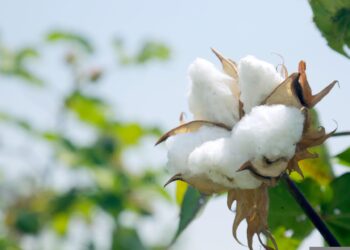 Corsa ai rincari, il prezzo del cotone a +40% nel 2022