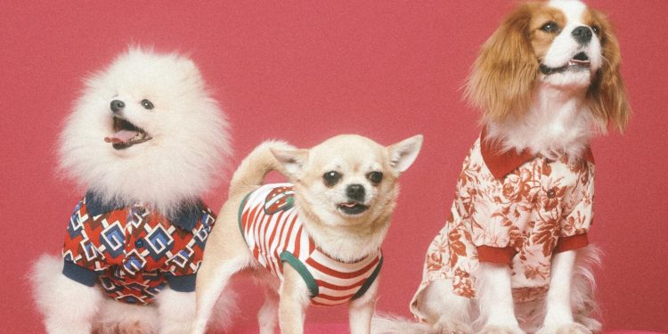Gucci pensa agli amici a 4 zampe. Arrivano le proposte Pet