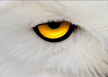 White festeggia i primi 20 anni a settembre