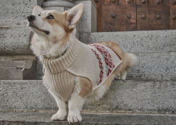Poldo Dog Couture raggiunge un mln nel 2021