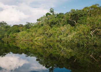 Carbonsink guida le aziende ad agire oggi verso il net-zero di domani