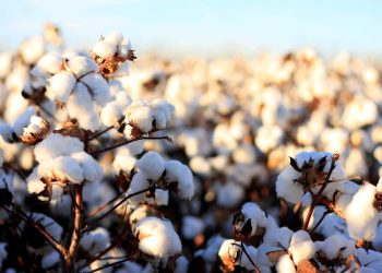 Analytical Group presenta lo screening Ogm nel cotone