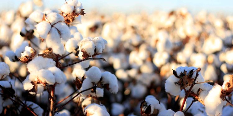 Analytical Group presenta lo screening Ogm nel cotone