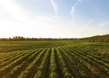 Più green insieme: Inditex investe 15 mln nel fondo di Kering per l’agricoltura