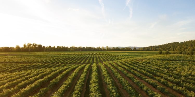 Più green insieme: Inditex investe 15 mln nel fondo di Kering per l’agricoltura