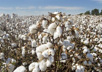 Armani produrrà cotone ecosostenibile in Puglia