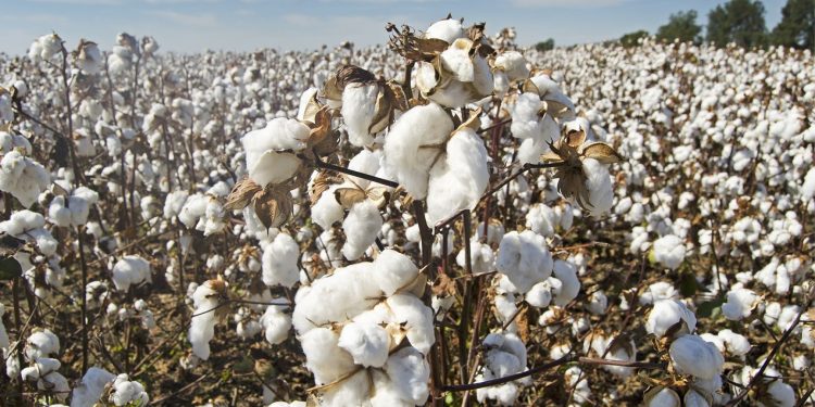 Armani produrrà cotone ecosostenibile in Puglia