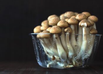 Frenano ancora i materiali next-gen. Flop per la pelle vegetale Mylo