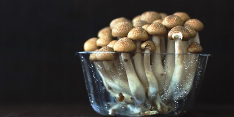 Frenano ancora i materiali next-gen. Flop per la pelle vegetale Mylo