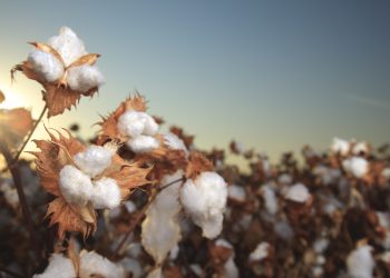 Beste, una nuova filiera di cotone organico tutta italiana, dalle coltivazioni nel sud Italia al capo finito