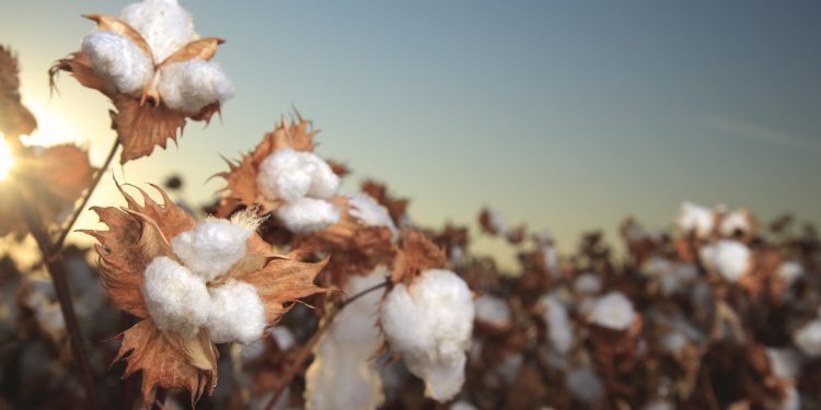 Beste, una nuova filiera di cotone organico tutta italiana, dalle coltivazioni nel sud Italia al capo finito
