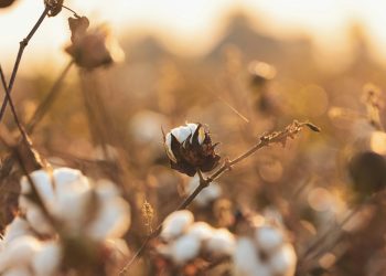 Inditex, necessaria maggiore trasparenza nella filiera del cotone