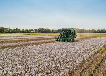 Il cotone dello Xinjiang presente nel 19% della merce mondiale